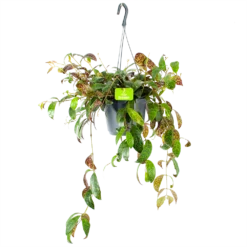 Aeschynanthus Marmoratus - Lipstickplant - In Hangpot - P17 H40 - Kamerplant