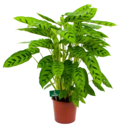 Calathea Leopardina - Schaduwplant - P17 H70 - Kamerplant